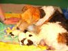 Foxterrier Drahthaar Foto: ich sehr froh mit meine kleine kinder (ID 26770) Foxterrier Drahthaar Hund