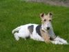 Foxterrier Drahthaar Foto: ich fuhle mich sehr wol in diese schonen garte (ID 23318) Foxterrier Drahthaar Hund