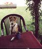 Foxterrier Drahthaar Foto: Eine tasse kaffee smekt mir auch sehr gut ! (ID 25784) Foxterrier Drahthaar Hund
