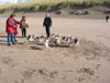 Foxterrier Drahthaar Foto: wir allen z usammen lieben es auf dem strand zu sein. (ID 25912) Foxterrier Drahthaar Hund