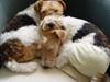 Foxterrier Drahthaar Foto: ...einfach nur faul (ID 22976) Foxterrier Drahthaar Hund