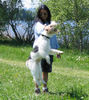 Foxterrier Drahthaar Foto: Wer springt höher als ich? (ID 24513) Foxterrier Drahthaar Hund