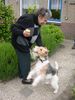 Foxterrier Drahthaar Foto: eine junge foxterrier und eine alte frau zusammen (ID 26317) Foxterrier Drahthaar Hund