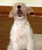 Foxterrier Drahthaar Foto: Halloooo (ID 22685) Foxterrier Drahthaar Hund