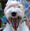 Foxterrier Drahthaar Foto: ......wenn ich gross bin werde ich Pirat (ID 23555) Foxterrier Drahthaar Hund
