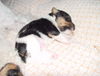 Foxterrier Drahthaar Foto: ich nog ganz klein und auch lieb ! (ID 25032) Foxterrier Drahthaar Hund