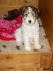 Foxterrier Drahthaar Foto: ich bin die liebe kleine Bobbie ! (ID 25947) Foxterrier Drahthaar Hund