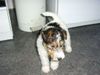 Foxterrier Drahthaar Foto: ich bin nog klein und finde es schon die neue dingen zu entdecken ! Daisy . (ID 25191) Foxterrier Drahthaar Hund