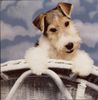 Foxterrier Drahthaar Foto: ich bin nog ganz klein (ID 25779) Foxterrier Drahthaar Hund