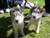 Foxterrier Drahthaar Foto: wir sind noch ganz kleine foxterrier (ID 25322) Foxterrier Drahthaar Hund