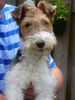 Foxterrier Drahthaar Foto: Unsere liebe Tessa ist nur 6 ,5 monat atl geworden und is gestorben am 20 august 2005 Tessa war fur uns in Tessa,s junge leben eine liebe Drahthaar foxterrier Tessa war alles fur uns und wir lieben Teesa so sehr das wir sie nie vergessen wurden ! (ID 24534) Foxterrier Drahthaar Hund