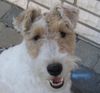 Foxterrier Drahthaar Foto: Ich bin 's MAX- stets gut gelaunt und rotzfrech! Passe gut zum Rest der Familie! (ID 17503) Foxterrier Drahthaar Hund