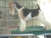 Foxterrier Drahthaar Foto: ich bin sehr schon und das weis ich auch ! (ID 25356) Foxterrier Drahthaar Hund