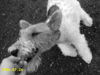 Foxterrier Drahthaar Foto: Ja, spielen... (ID 33221) Foxterrier Drahthaar Hund