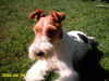 Foxterrier Drahthaar Foto: Netty (ID 32700) Foxterrier Drahthaar Hund