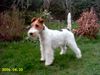 Foxterrier Drahthaar Foto: Netty (ID 32775) Foxterrier Drahthaar Hund