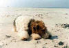 Foxterrier Drahthaar Foto: ich schlafe gerne auf das strand (ID 26219) Foxterrier Drahthaar Hund