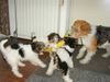 Foxterrier Drahthaar Foto: wir lieben es zusammen spielen (ID 23829) Foxterrier Drahthaar Hund
