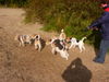 Foxterrier Drahthaar Foto: Spazieren ist fur uns wirklich das ende ! (ID 26200) Foxterrier Drahthaar Hund