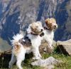 Foxterrier Drahthaar Foto: Kiwi und Susi in der Schweiz (ID 26031) Foxterrier Drahthaar Hund