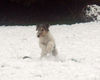 Foxterrier Drahthaar Foto: als kleine foxterrier liebe ich es auch im schnee spielen (ID 27743) Foxterrier Drahthaar Hund