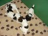 Foxterrier Drahthaar Foto: das ist was wir sehr gerne miteinder machen ! (ID 23832) Foxterrier Drahthaar Hund