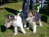 Foxterrier Drahthaar Foto: wir sind kleine und sehr liebe foxterriers (ID 25327) Foxterrier Drahthaar Hund