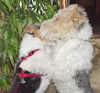 Foxterrier Drahthaar Foto: wir lieben uns so sehr uns beiden ! (ID 24876) Foxterrier Drahthaar Hund