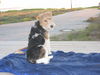 Foxterrier Drahthaar Foto: mein kleiner emil, 1 jahr alt (ID 29693) Foxterrier Drahthaar Hund