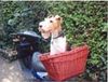 Foxterrier Drahthaar Foto: was soll ich machen sitsen bleiben oder nicht ! (ID 24875) Foxterrier Drahthaar Hund