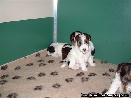 Foxterrier Drahthaar Hunde Foto 25666 in höherer Auflösung ansehen Foxterrier Drahthaar wir sind kleine lieblinge