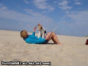 Foxterrier Drahthaar Hunde Foto 24873 Foxterrier Drahthaar eine andere manier um auf den strand zu sein.