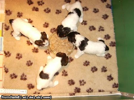Foxterrier Drahthaar Hunde Foto 23869 Foxterrier Drahthaar und essen tun wir sehr gut zusammen