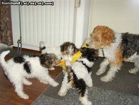 Foxterrier Drahthaar Hunde Foto 23829 Foxterrier Drahthaar wir lieben es zusammen spielen