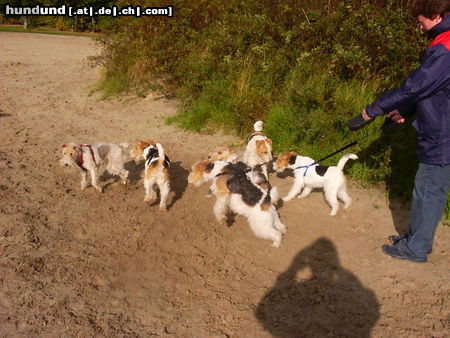 Foxterrier Drahthaar Hunde Foto 26200 Foxterrier Drahthaar Spazieren ist fur uns wirklich das ende !