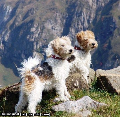 Foxterrier Drahthaar Hunde Foto 26031 in höherer Auflösung ansehen Foxterrier Drahthaar Kiwi und Susi in der Schweiz