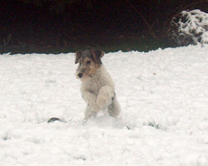 Foxterrier Drahthaar Hunde Foto 27743 Foxterrier Drahthaar als kleine foxterrier liebe ich es auch im schnee spielen