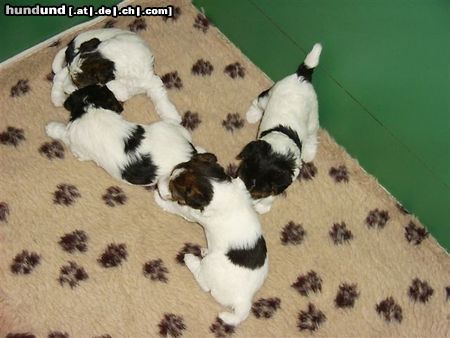 Foxterrier Drahthaar Hunde Foto 23832 Foxterrier Drahthaar das ist was wir sehr gerne miteinder machen !