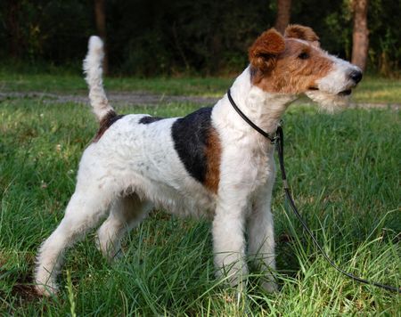 Foxterrier Drahthaar Hunde Foto 43108 in höherer Auflösung ansehen Foxterrier Drahthaar Netty