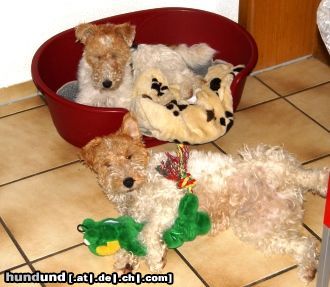 Foxterrier Drahthaar Uns gehts gut