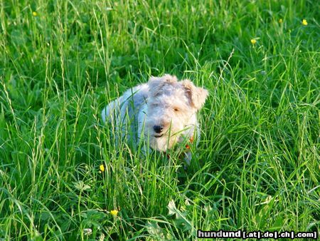 Foxterrier Drahthaar Hunde Foto 14130 Foxterrier Drahthaar Susi-Zum fressen gern