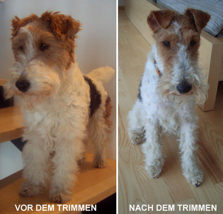 Foxterrier Drahthaar Hunde Foto 30988 in höherer Auflösung ansehen Foxterrier Drahthaar Ab mit dem Winterhaar - Zoe vom Schloß Eidendorf