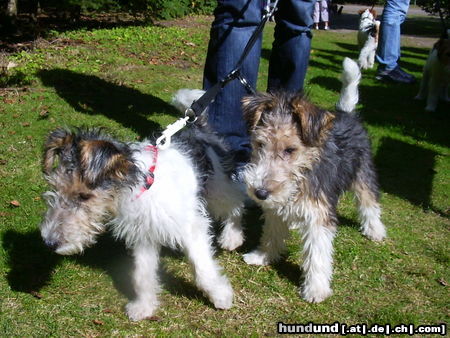 Foxterrier Drahthaar Hunde Foto 25327 Foxterrier Drahthaar wir sind kleine und sehr liebe foxterriers