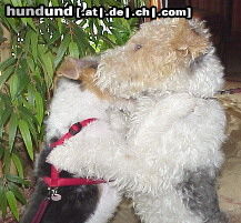 Foxterrier Drahthaar Hunde Foto 24876 Foxterrier Drahthaar wir lieben uns so sehr uns beiden !