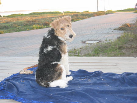 Foxterrier Drahthaar Hunde Foto 29693 Foxterrier Drahthaar mein kleiner emil, 1 jahr alt