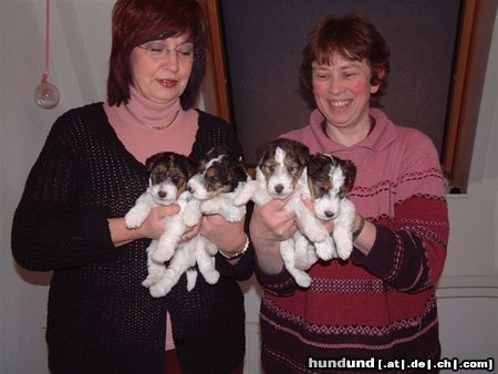 Foxterrier Drahthaar Hunde Foto 23874 Foxterrier Drahthaar wir finden es schon so zusammen zu sein und lieben einander sehr!