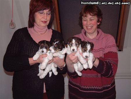 Foxterrier Drahthaar Hunde Foto 23835 Foxterrier Drahthaar 4 kleine schone drahthaar foxterriers !