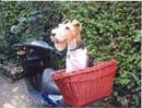 Foxterrier Drahthaar Hunde Foto 24875 Foxterrier Drahthaar was soll ich machen sitsen bleiben oder nicht !