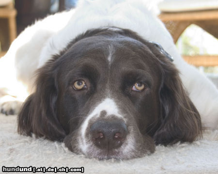 Drentse Patrijshond Hunde Foto 25472 in höherer Auflösung ansehen Drentse Patrijshond Bobbie