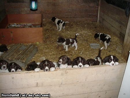 Drentse Patrijshond 2000, 12 junge von eine hund! 